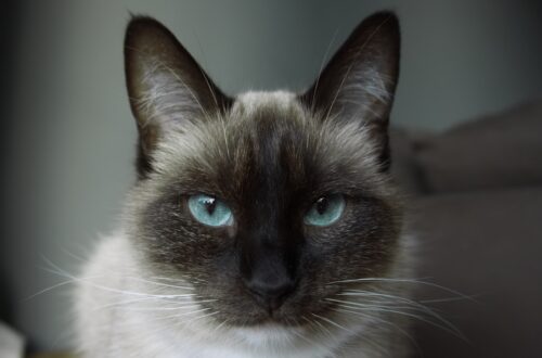 closeup photo of white and black siamese cat